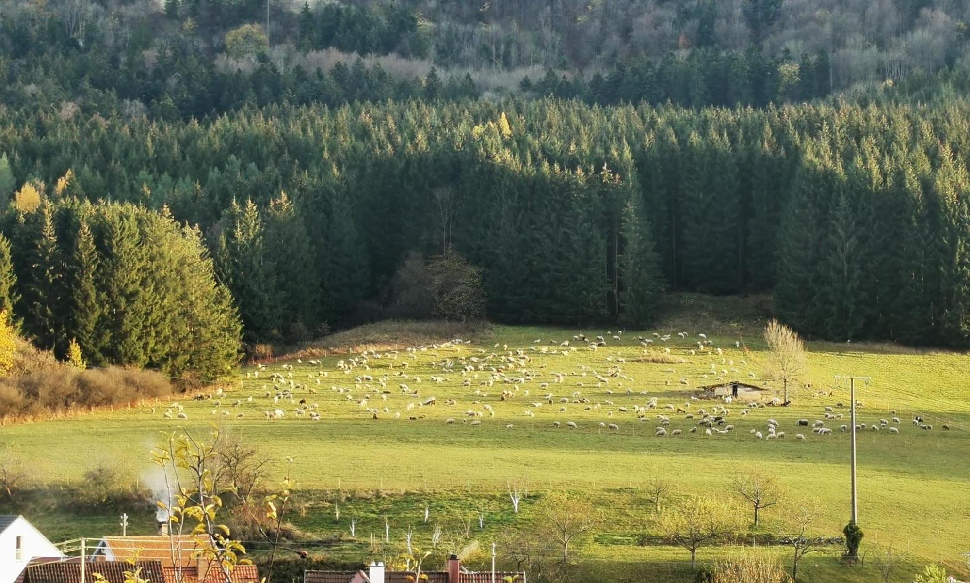 Ferienwohnung Blick Rappenstein Hausen am Tann ภายนอก รูปภาพ