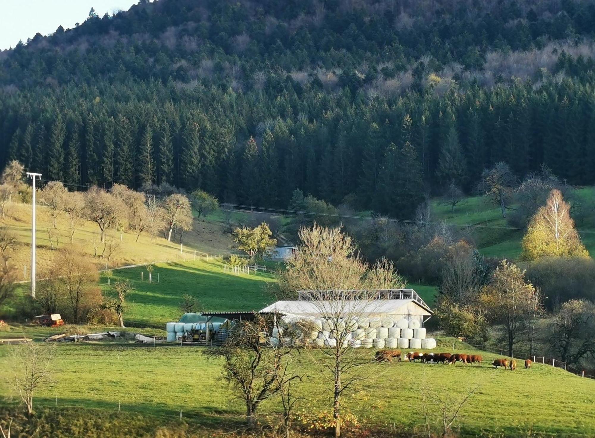 Ferienwohnung Blick Rappenstein Hausen am Tann ภายนอก รูปภาพ