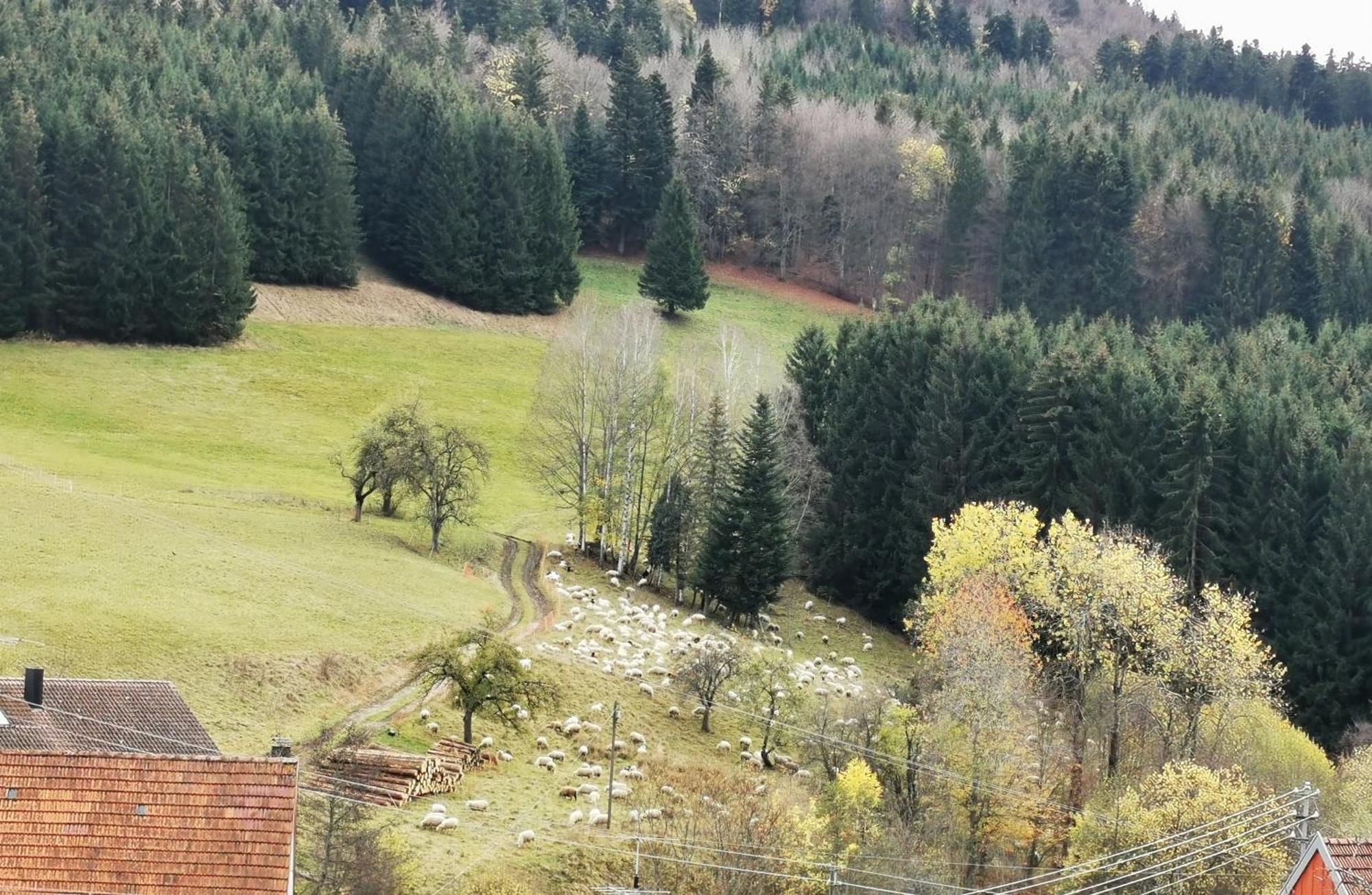 Ferienwohnung Blick Rappenstein Hausen am Tann ภายนอก รูปภาพ